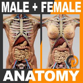 3D model Lion 2 Animated (Polygonal Mane)